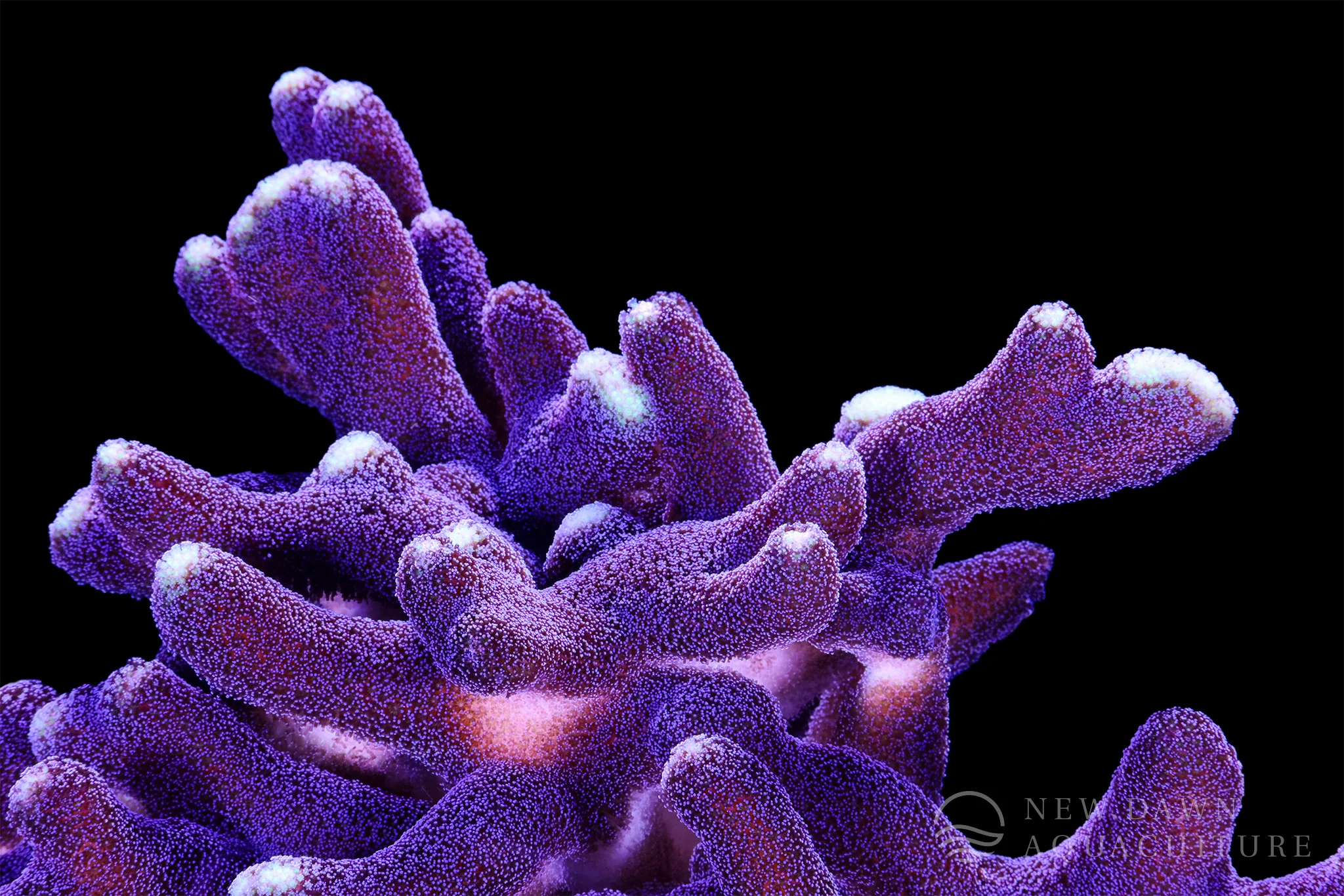 Vibrant Life for Your Reef